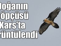 Doğanın çöpçüsü "sakallı akbabalar" Kars'ta görüntülendi