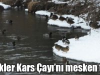 Yeşilbaş ördekleri Kars Çayı’nı mesken tuttu