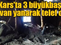 Kars'ta yanan ahırdaki 3 büyükbaş hayvan telef oldu