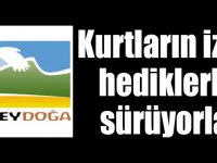 Kurtların izini hediklerle sürüyorlar