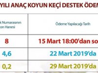 Kars'ta anaç koyun ve keçi destek ödenmeleri devam ediyor