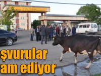 Ahır - ağıl inşaatı ve damızlık erkek hayvan alımı başvuruları devam ediyor