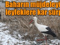Baharın müjdeleyicisi leyleklere kar sürprizi