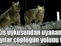 Kış uykusundan uyanan bozayılar çöplüğün yolunu tuttu