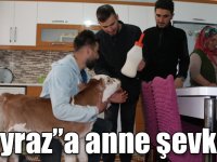 Annesi ölen "Poyraz"ı biberonla besliyorlar