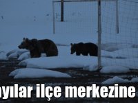 Sarıkamış'ta aç ayılar ilçe merkezine indi