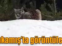 Sarıkamış’ta vaşak görüntülendi