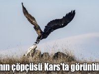 Doğanın çöpçüsü "akbabalar" Kars'ta görüntülendi
