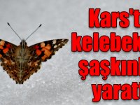 Kars'ta kar üzerinde görülen kelebekler şaşkınlık yarattı