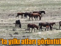 Kars’ta yılkı atları görüntülendi
