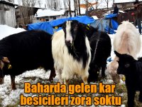 Baharda gelen kar besicileri zora soktu