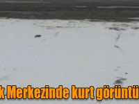 Sarıkamış Kayak Merkezinde kurt görüntülendi