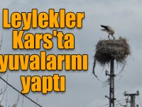 Leylekler Kars'ta yuvalarını yaptı