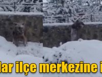 Kışın geri gelmesiyle ayılar ilçe merkezine indi