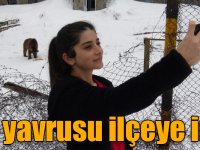 Sarıkamış'ta aç kalan ayı yavrusu ilçeye indi