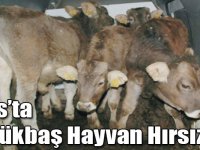 Kars'ta 19 büyükbaş hayvan çalındı