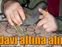 Kars'ta yaralı saztavuğu tedavi altına alındı