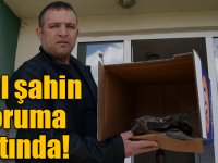 Uçamayan kızıl şahin koruma altına alındı