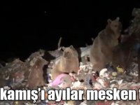 Sarıkamış’ı ayılar mesken tuttu