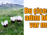Bu çiçeğin adını bilen var mı?