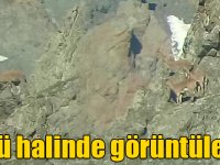 Kars'ta dağ keçileri sürü halinde görüntülendi