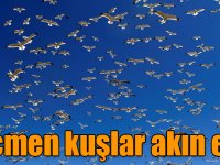 Çıldır Gölü göçmen kuşlarla şenlendi