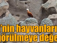 Ani’nin hayvanları da görülmeye değer