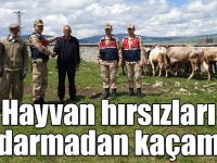 Hayvan hırsızları jandarmadan kaçamadı