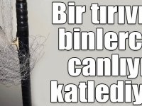Bir tırıvırı binlerce canlıyı katlediyor