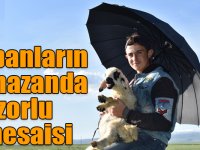 Kars'ta çobanların ramazanda zorlu mesaisi