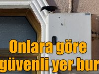 Sığırcıkların en güvenli yuvaları doğal gaz kutuları