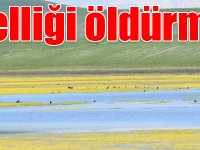 "Bu kuşlara ve güzelliğe yazık, bu güzelliği öldürmeyelim"