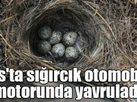 Kars'ta sığırcık otomobilin motorunda yavruladı