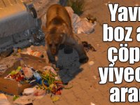 Sarıkamış’ta aç kalan yavru boz ayı çöpte yiyecek aradı