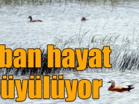 Sarıkamış yaz aylarında yaban hayatıyla büyülüyor