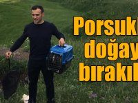 Kars’ta tedavileri tamamlanan porsuklar doğaya bırakıldı