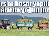 Kars'ta hasat yapılan tarlalarda yoğun mesai