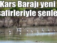 Kars Barajı yeni misafirleriyle şenlendi