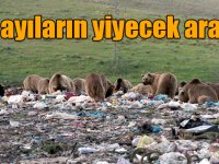 Kars'ta boz ayıların yiyecek arayışı