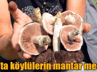 Kars'ta köylülerin mantar mesaisi