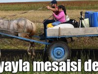 Kars'ta köylülerin "yayla mesaisi" devam ediyor