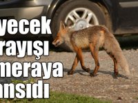 Aç kalan yaban hayvanlarının yiyecek arayışı kameraya yansıdı
