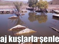 Kars'ta su tutmaya başlayan baraj kuşlarla şenlendi