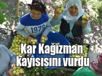 İlkbaharda kar yağınca "Kağızman kayısısı"nda rekolte düştü