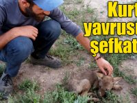 Kars'ta köylülerden kurt yavrusuna şefkat eli