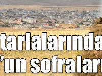 Kars’ın tarlalarından İstanbul’un sofralarına