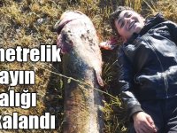 Aras Nehri'nde 1,5 metrelik yayın balığı yakalandı