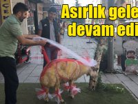 Kars’ta gelin adayına "süslü koç gönderme geleneği" sürüyor