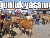 Kars'ta Kurban Pazarında yoğunluk yaşanıyor