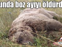 Sonunda boz ayıyı öldürdüler